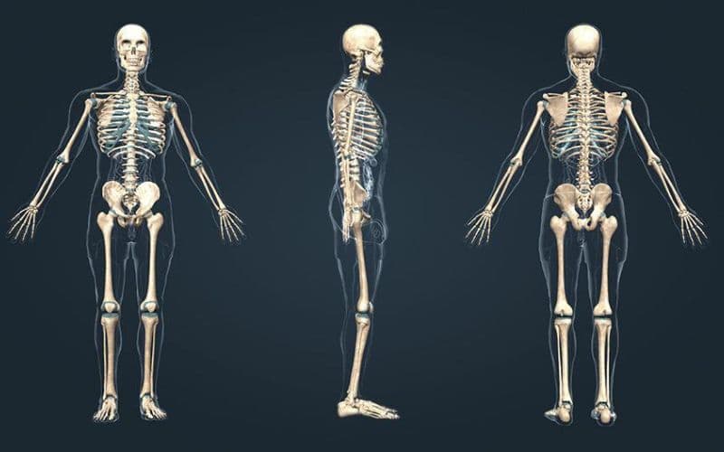 hệ xương khớp ở con người