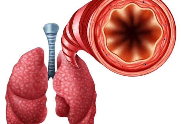 Phế là phổi, quản là ống, phế quản là ống dẫn không khí từ họng xuống phổi.