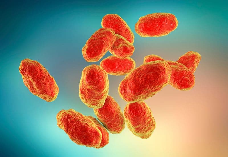 Hai nguyên nhân chính dẫn đến viêm tai ngoài là vi khuẩn (90%) và nấm (10%).