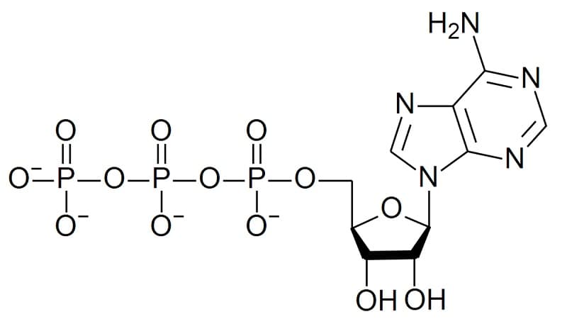 Cấu tạo của ATP bao gồm 3 thành phần chính: adenine, ribose và ba nhóm phosphate