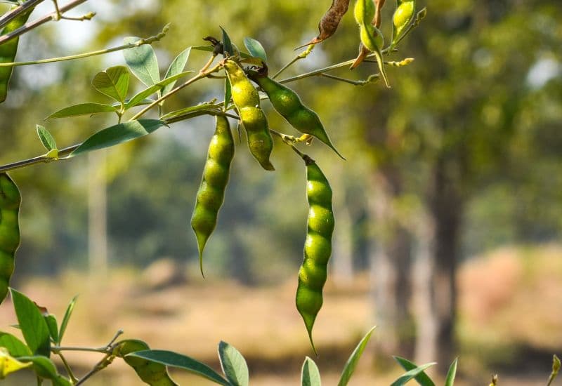 Giải đáp chi tiết thắc mắc: Cây đậu săng chữa bệnh thủy đậu ở trẻ hiệu quả không?