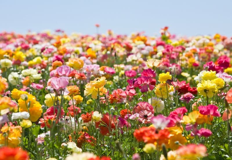 Viêm phế quản mạn tính thường liên quan đến khói thuốc lá, tình trạng ô nhiễm không khí và các dị nguyên như phấn hoa, lông động vật… 