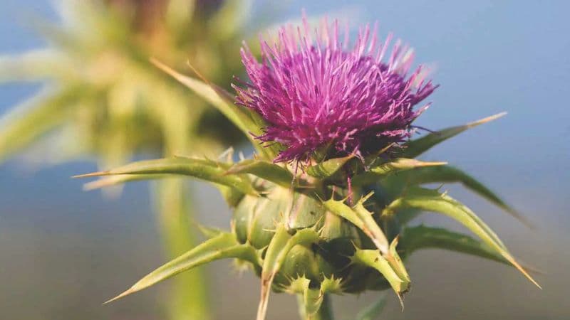 thuoc-milk-thistle