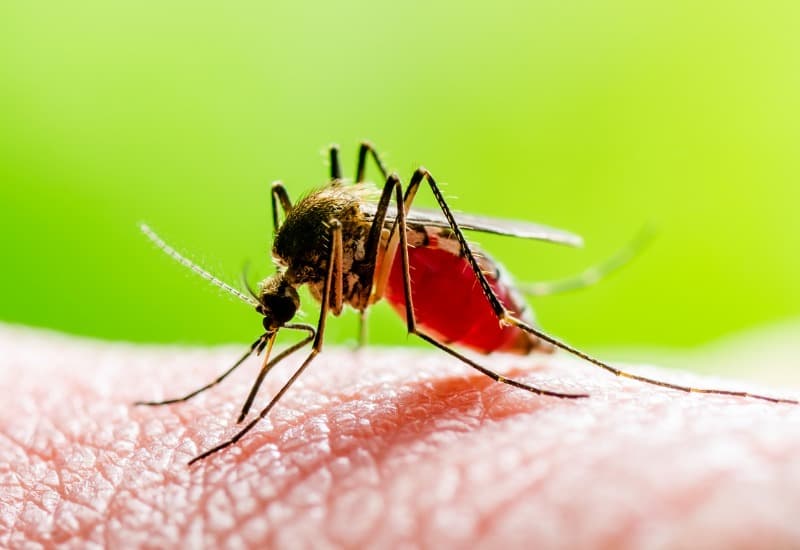 Virus dengue lây từ người sang người thông qua vết đốt của muỗi aedes aegypti và aedes albopictus. 