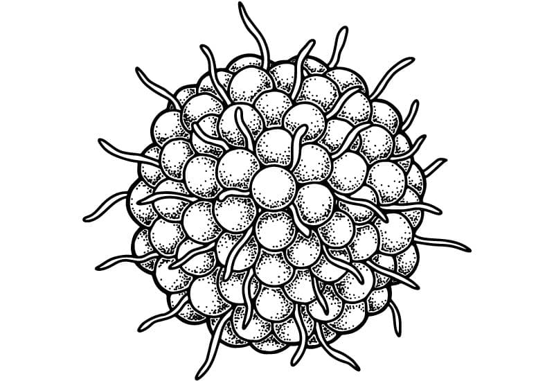 Giải đáp chi tiết thắc mắc: Bệnh thủy đậu là gì?