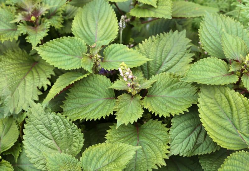 Các cách chữa thủy đậu dân gian được áp dụng chủ yếu là để kiểm soát cảm giác khó chịu ấy cho trẻ thủy đậu. 