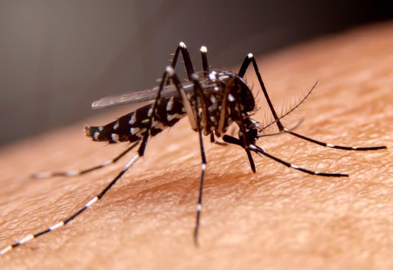 Nguyên nhân khiến trẻ sốt xuất huyết là virus dengue. 