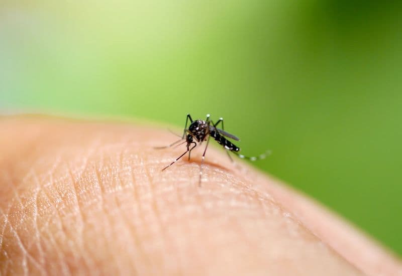 Nguyên nhân gây sốt xuất huyết và truyền nhiễm