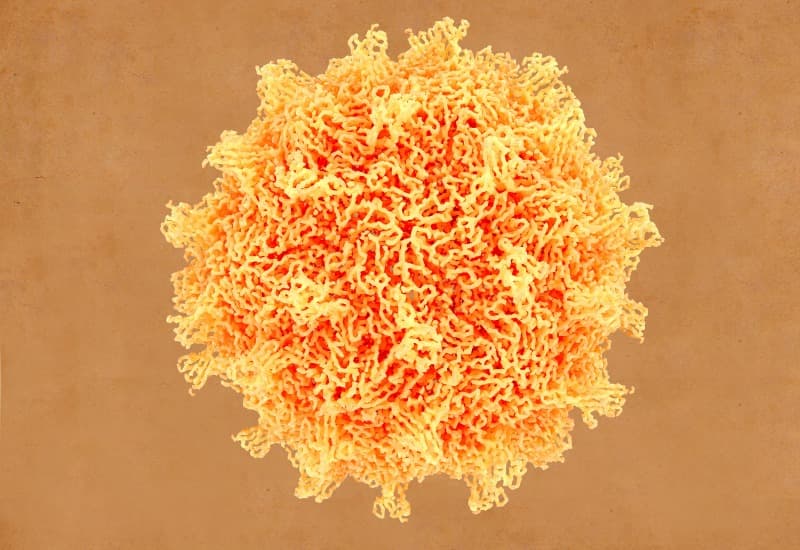 Tay chân miệng chủ yếu do các loại enterovirus gây ra, trong đó virus coxsackie A16 và enterovirus 71 là hai loại phổ biến nhất.