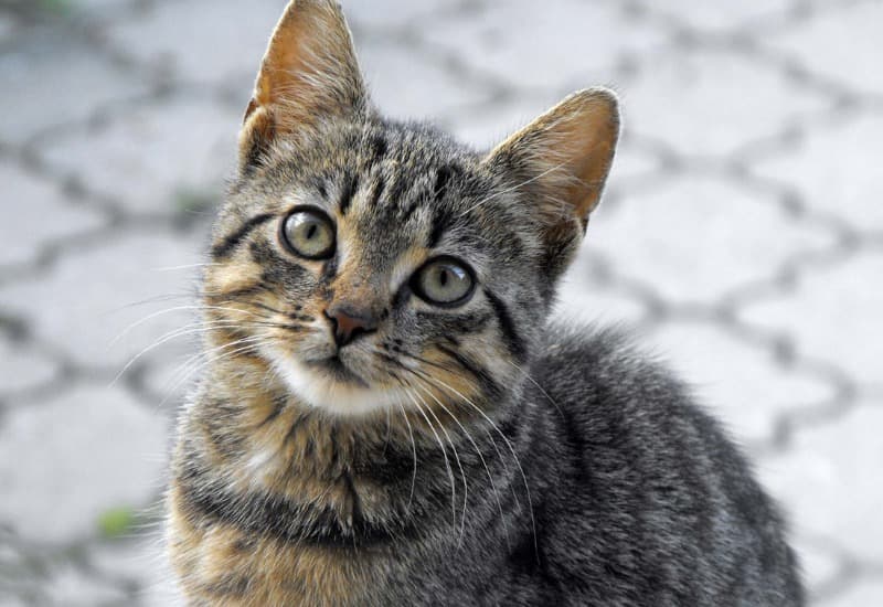 Phản ứng dị ứng với phấn hoa, bụi, lông động vật và các tác nhân gây dị ứng khác có thể dẫn đến viêm đường hô hấp trên ở trẻ em.