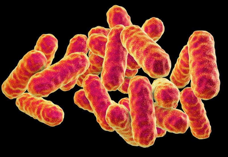 Ít gặp hơn virus, nhưng vi khuẩn cũng có thể gây viêm phế quản cấp tính ở trẻ em, gây bệnh lý này thường là vi khuẩn bordetella pertussis hoặc mycoplasma pneumoniae.