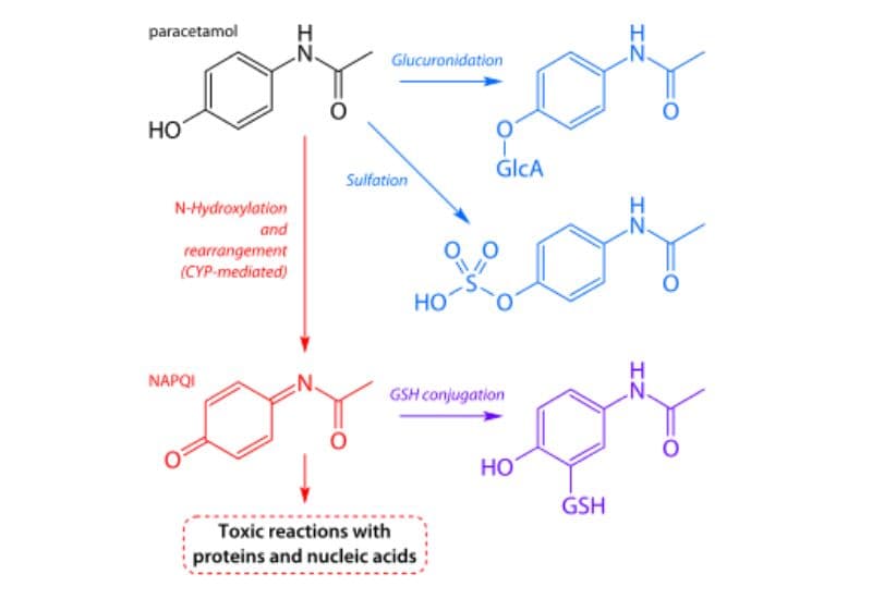 Thành phần Paracetamol trong Ameflu có tác dụng chính là hạ sốt.