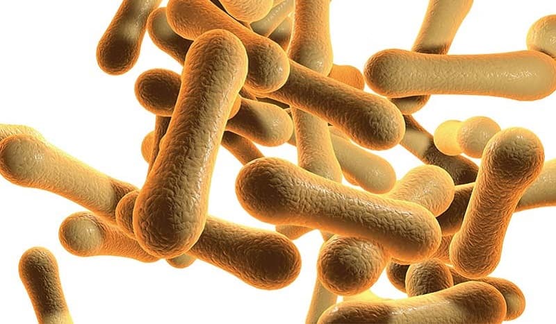 Vi khuẩn bạch hầu được tìm thấy lần đầu tiên vào năm 1883