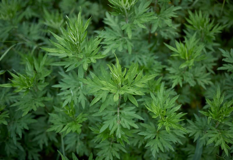 Hoàng liên, tên khoa học Coptis chinensis, là một loại thảo dược quý hiếm trong đông y.