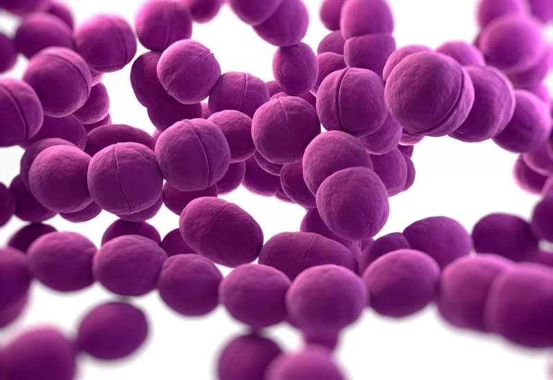 Berberine trong hoàng liên có thể ức chế sự phát triển của vi khuẩn Streptococcus mutans.