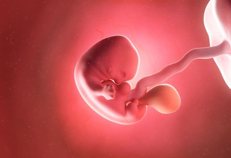  Răng hình thành ngay từ khi chúng ta mới chỉ là bào thai 6 tuần tuổi; điều này có nghĩa là quá trình phát triển của răng bắt đầu từ rất sớm.