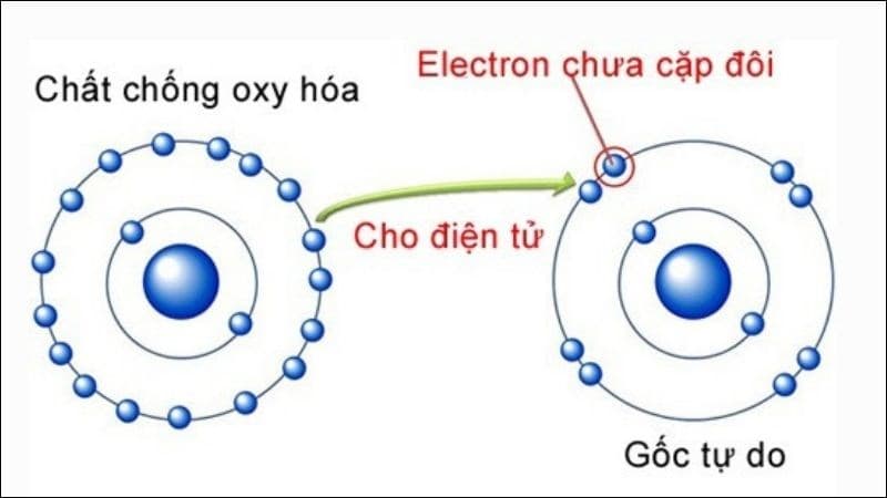 dầu gấc có tác dụng gì