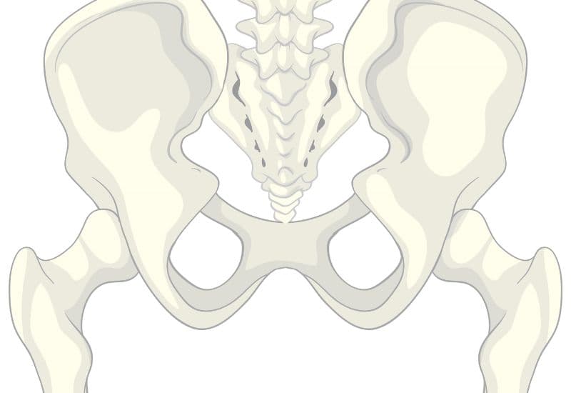 cấu trúc xương chậu