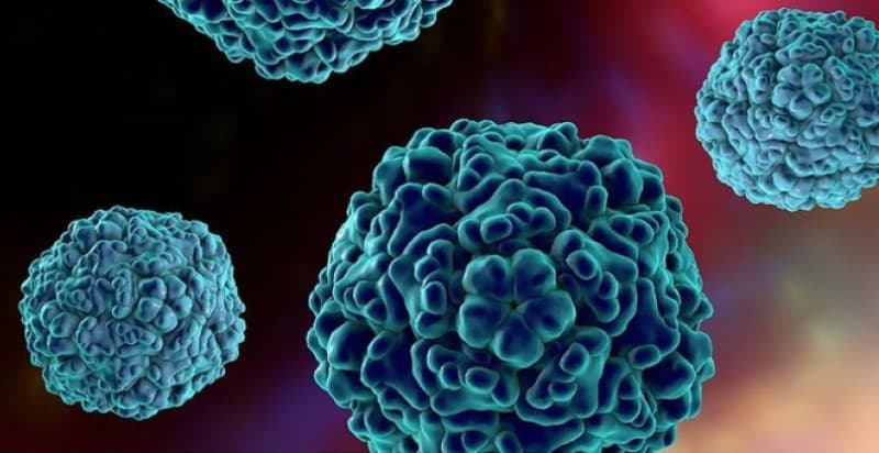 Các loại vi rút thuộc họ Enterovirus gây ra bệnh tay chân miệng cho trẻ em.