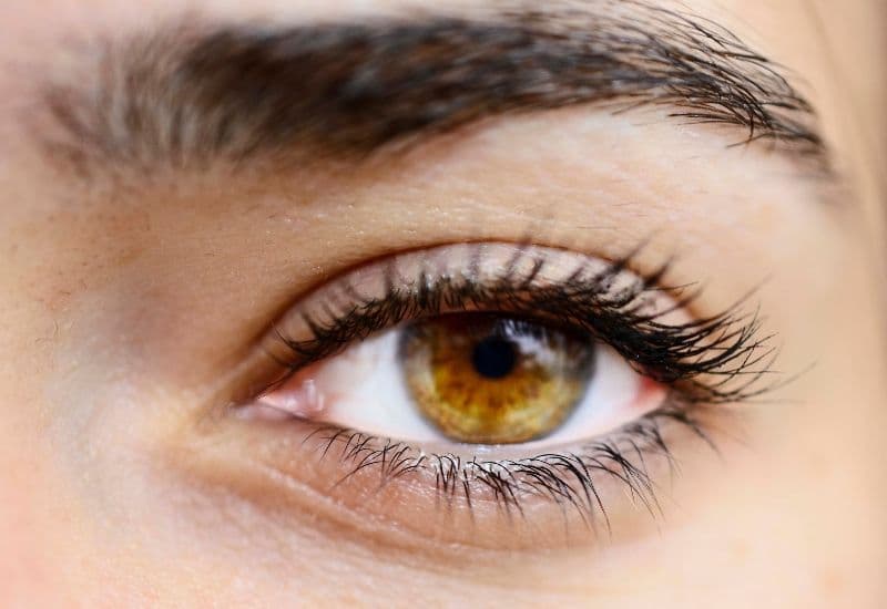 Cơ nâng mi trên là một cơ nhỏ nhưng đóng vai trò quan trọng trong kiểm soát chuyển động của mi mắt trên.