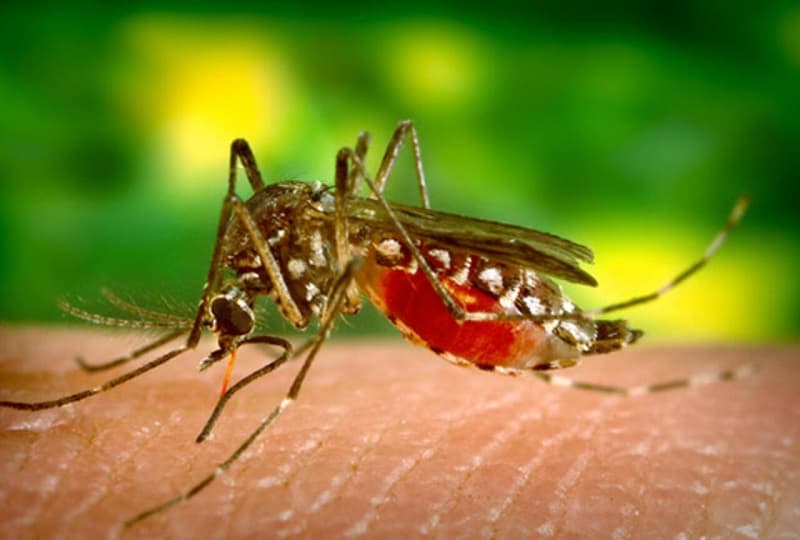Hình ảnh muỗi Aedes aegypti gây bệnh sốt xuất huyết