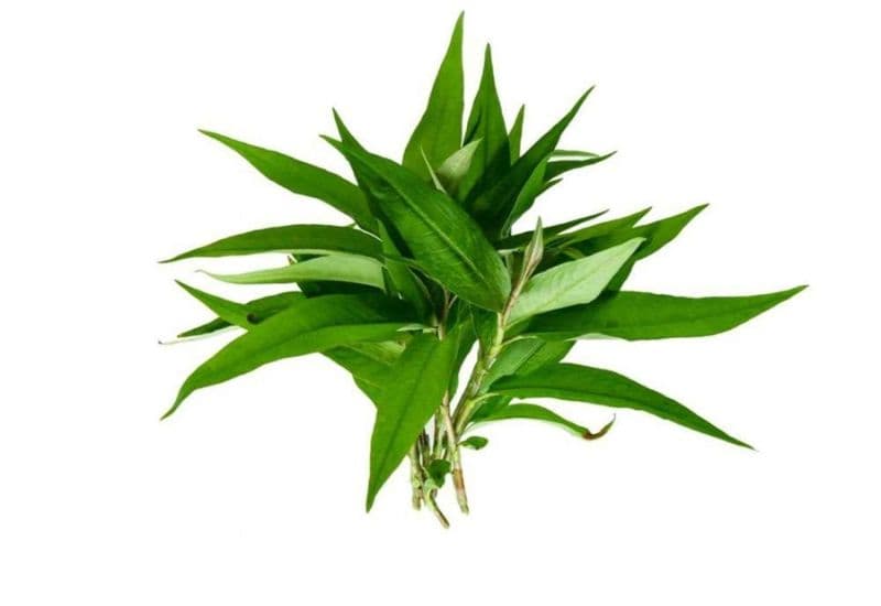 Tổng quan về đau mắt đỏ và phương pháp điều trị bằng rau răm