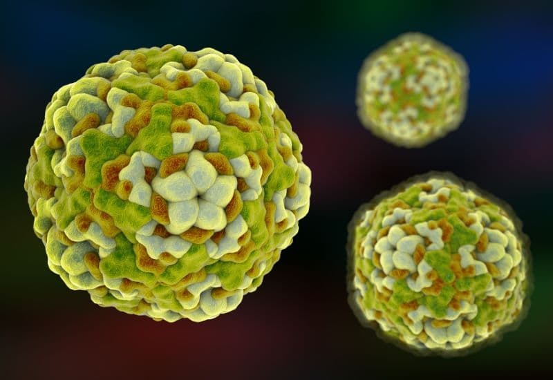 Hiệu quả và an toàn của vacxin tay chân miệng.