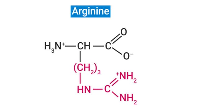 Arginine và vai trò quan trọng trong bảo vệ sức khỏe