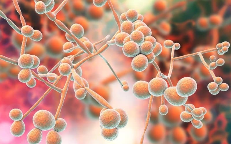 tác dụng của Biseptol