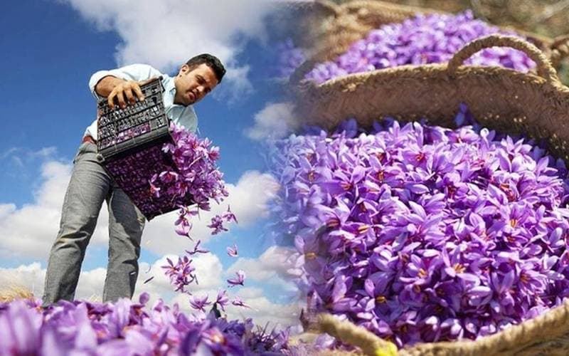 Colchicine 1mg bào chế