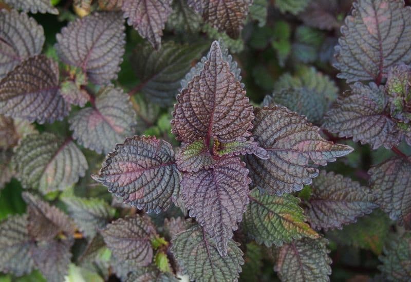 Lá tía tô là một loại lá phổ biến ở Việt Nam và các nước châu Á