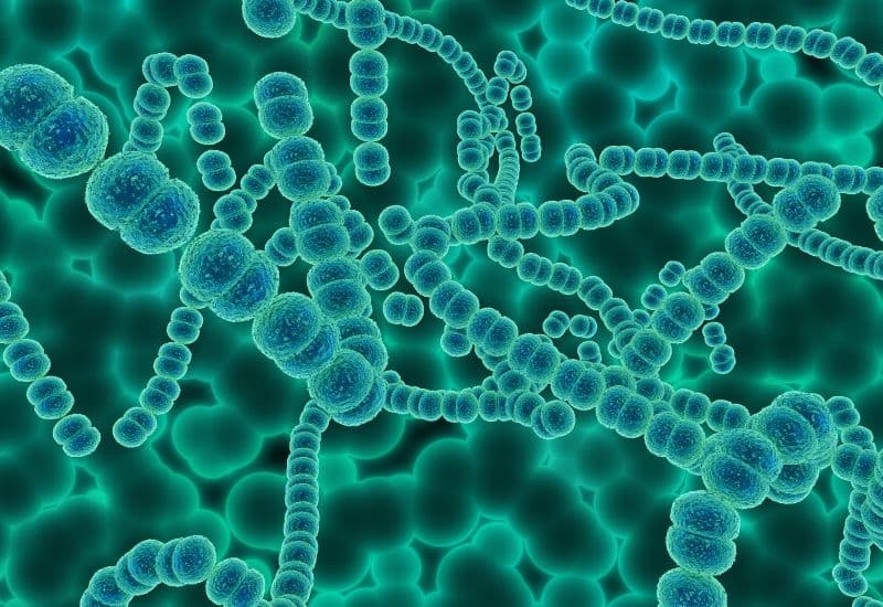 Giải đáp chi tiết thắc mắc: Vắc-xin là kháng nguyên hay kháng thể?