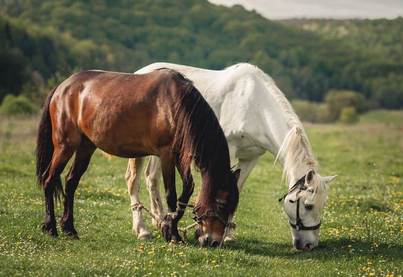 Giải đáp chi tiết thắc mắc: SAT có phải là vắc-xin uốn ván không?