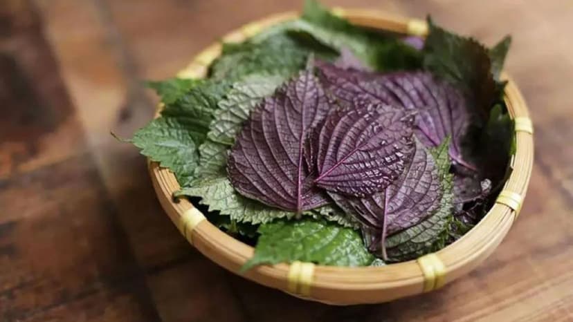 Thực hư chuyện uống tía tô trước khi tiêm vacxin và lưu ý