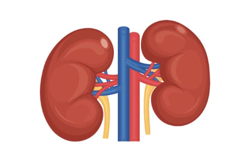 Lý giải thận ứ nước có nguy hiểm không