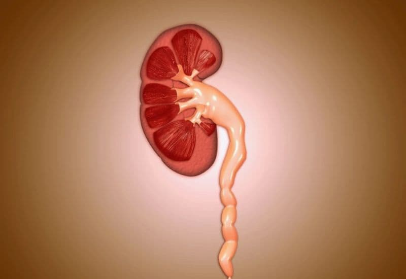 Cơ chế hình thành ứ nước tại thận