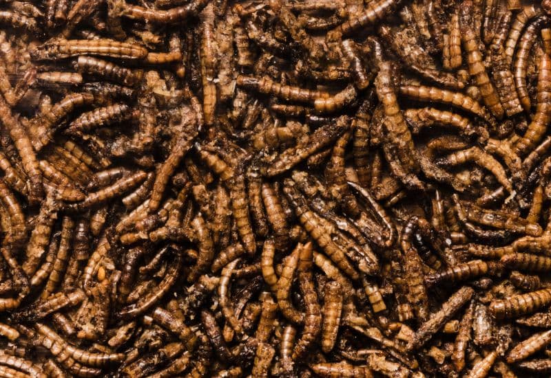 Đông trùng hạ thảo là dược liệu đặc biệt kết hợp giữa ấu trùng của một số loài côn trùng và nấm Cordyceps sinensis.