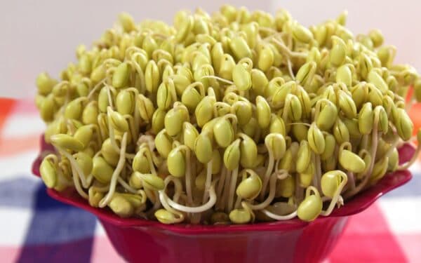 Mầm hạt đậu nành là thực phẩm chứa nhiều dinh dưỡng và có lợi cho sức khỏe.
