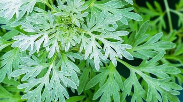 Ngải cứu có tác dụng gì và chi tiết cách sử dụng ngải cứu