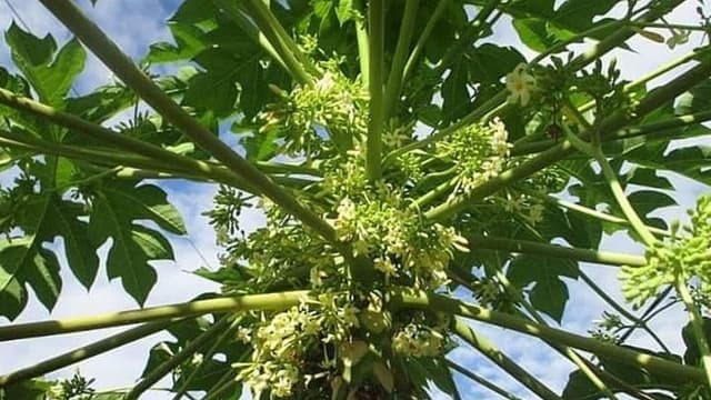 Khám phá tác dụng của hoa đu đủ đực trong cải thiện sức khỏe