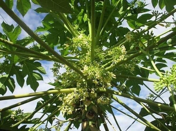 Cây đu đủ đực thường có kích thước cao lớn hơn cây đu đủ cái, và chỉ cho hoa chứ không cho quả.