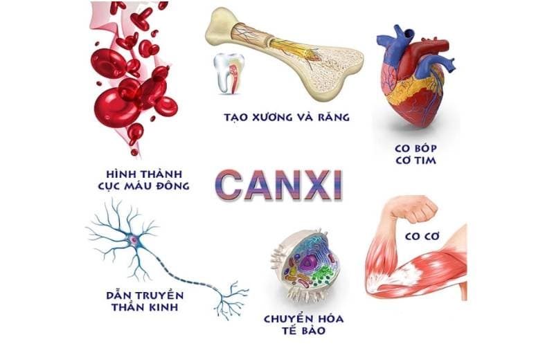 Những thực phẩm giàu canxi