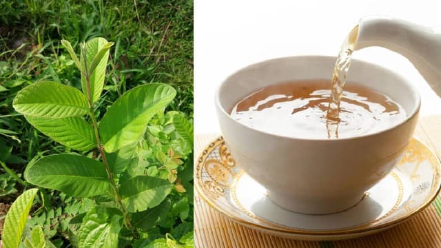 Uống nước lá ổi tươi có tác dụng gì và lưu ý khi sử dụng