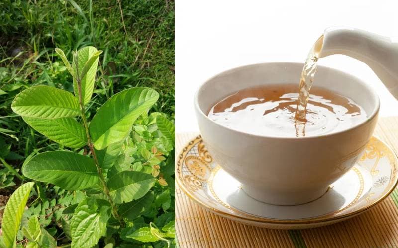 Uống nước lá ổi tươi có tác dụng gì vậy bác sĩ