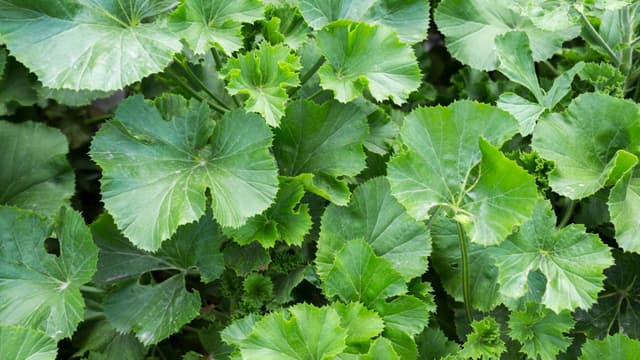 Tìm hiểu việc uống nước rau má có tác dụng gì