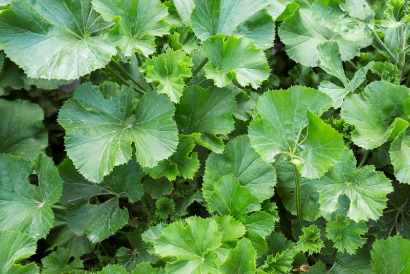 Trong rau má có nhiều thành phần có lợi cho cơ thể.