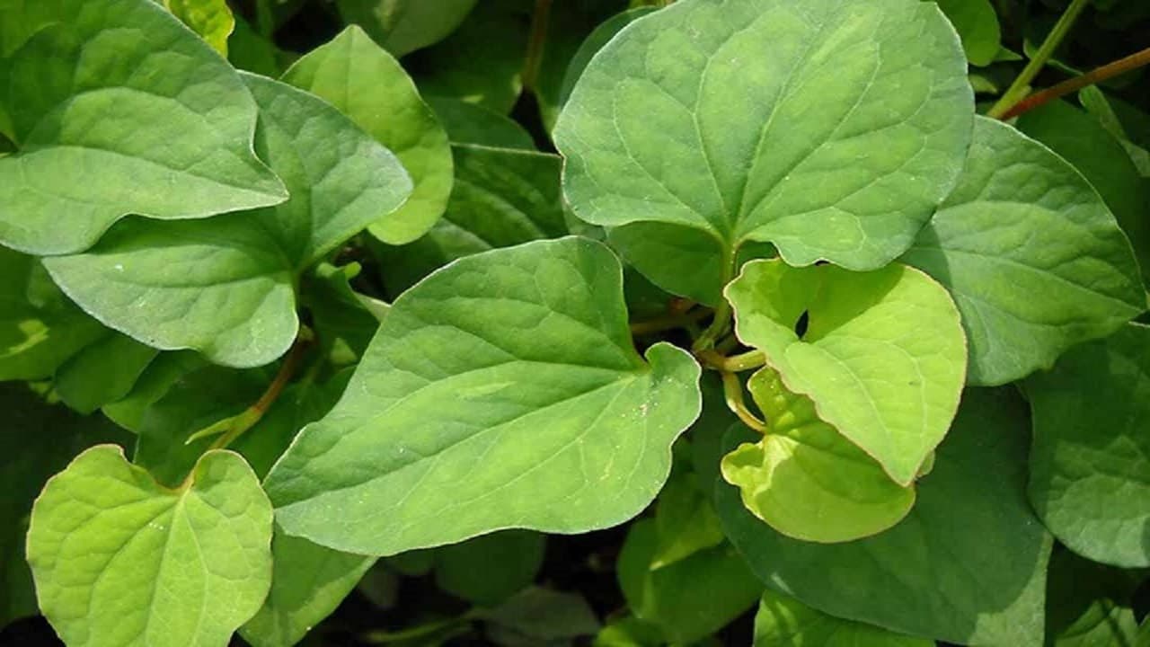 ăn rau diếp cá có chữa được bệnh trĩ không