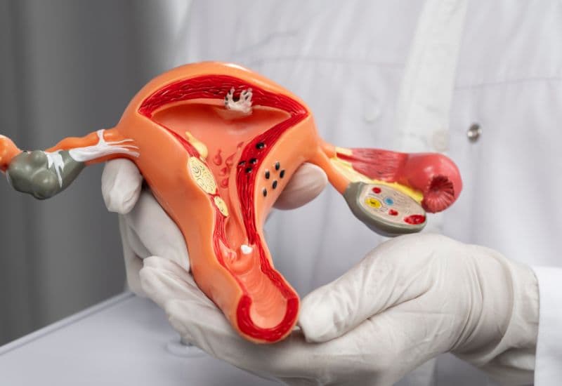 Ở tuổi dậy thì, hormone này kích thích sự phát triển của buồng trứng, tử cung và âm đạo, đồng thời thúc đẩy sự xuất hiện của chu kỳ kinh nguyệt.