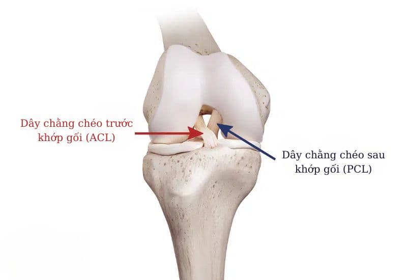 Cấu trúc và vị trí của hai loại dây chằng chéo