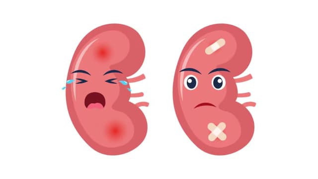 Người bị thận yếu ăn gì để tăng cường chức năng thận